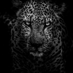 Night Of The Jaguar