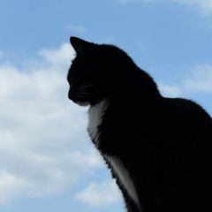 midnight blue rari +shizukasuka+