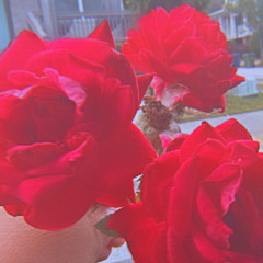 BRIBABYOFFICIAL - WYA