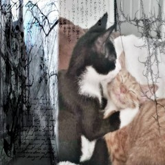 котики с тиктока <3