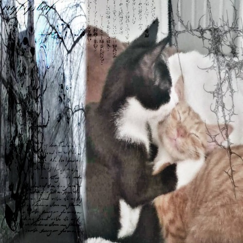 котики с тиктока <3