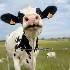 beat around the bush.mp3