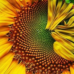 The Sunflower with Drums