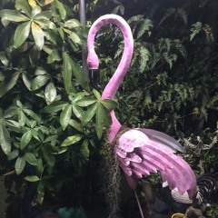 AMBAE - La Coquine (Light-987 Prod.) 2024