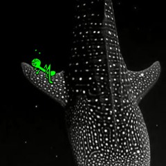 chapoteando en agua salada