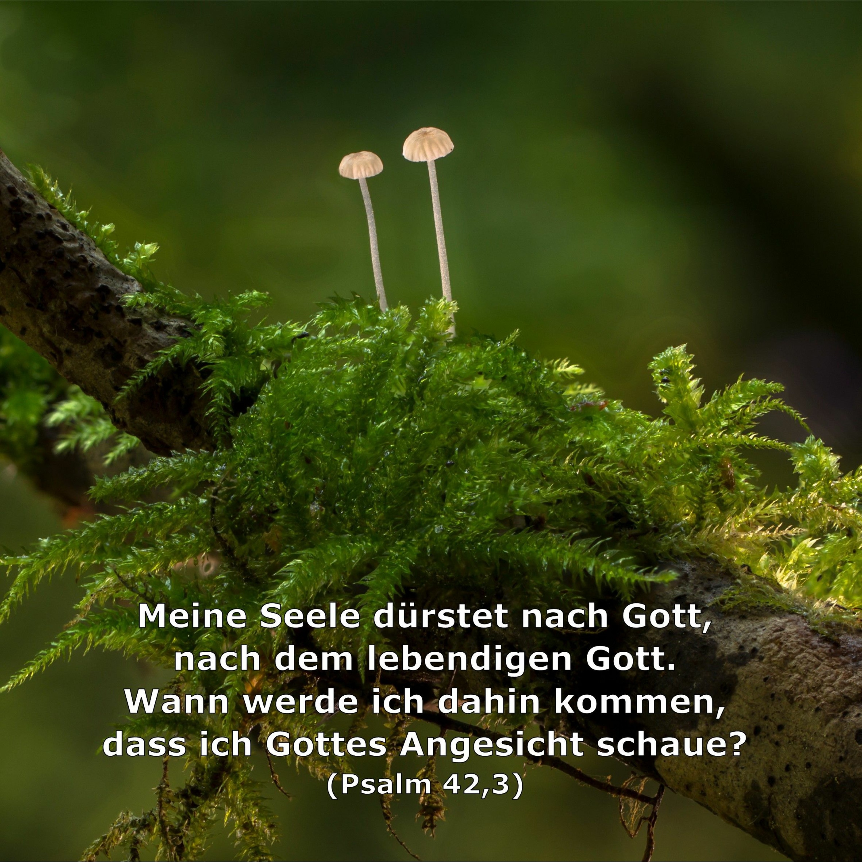 In einem Jahr durch die Bibel
