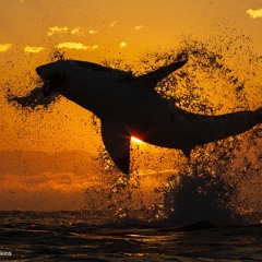 𝗦𝗡𝗔𝗣𝗣𝗜𝗡'-𝒪𝒩'𝒟𝒶𝓉𝓉-𝔸$$ (vallejo𝖘 draft)