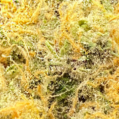 HYPNOTIZE V2 w OZ test1