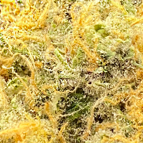 HYPNOTIZE V2 w OZ test1