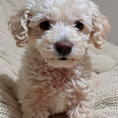 Chulito