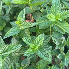 High Frequencies 6: Bass Mint