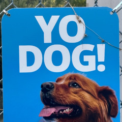 YO DOG!