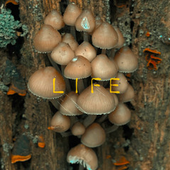 Life