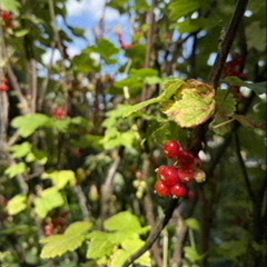 wavetearz & Fleur Amiette - Redcurrant