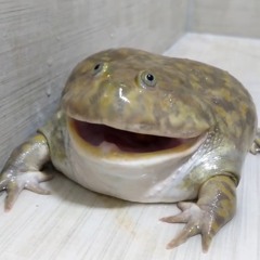 hippo frog remix