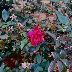 LIV: anticipation of a lover