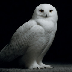 Snow Owls