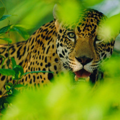 Jaguar Jaguar