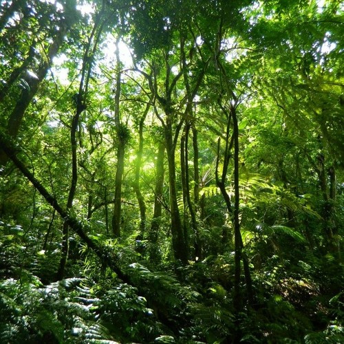 Stream Amazon rainforest by Swamp Panic | Listen online for free on