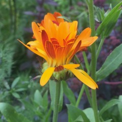 A Yoga Nidra to feel goodness