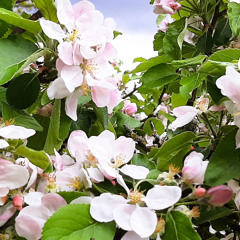 An Apple Blossom's Dream