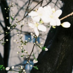 bloom