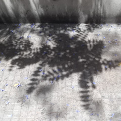 CHAMP SONORE DIM 15 JUN 2025