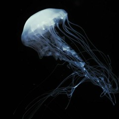 so what? w/ jarodpanda