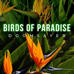 Birds Of Paradise