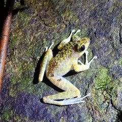 Sumaterana crassiovis