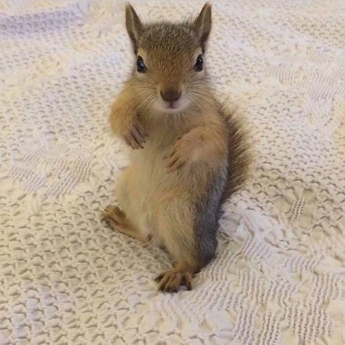 Bsnotty - Junkie Squirrel