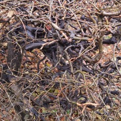 Der hvor regnbuerne ender