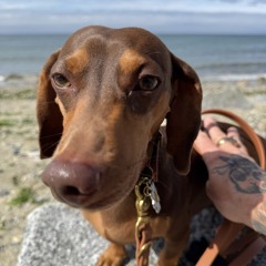 SHIDO$HI - 2GLOCKS.wav