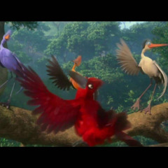 Rave d'oiseaux