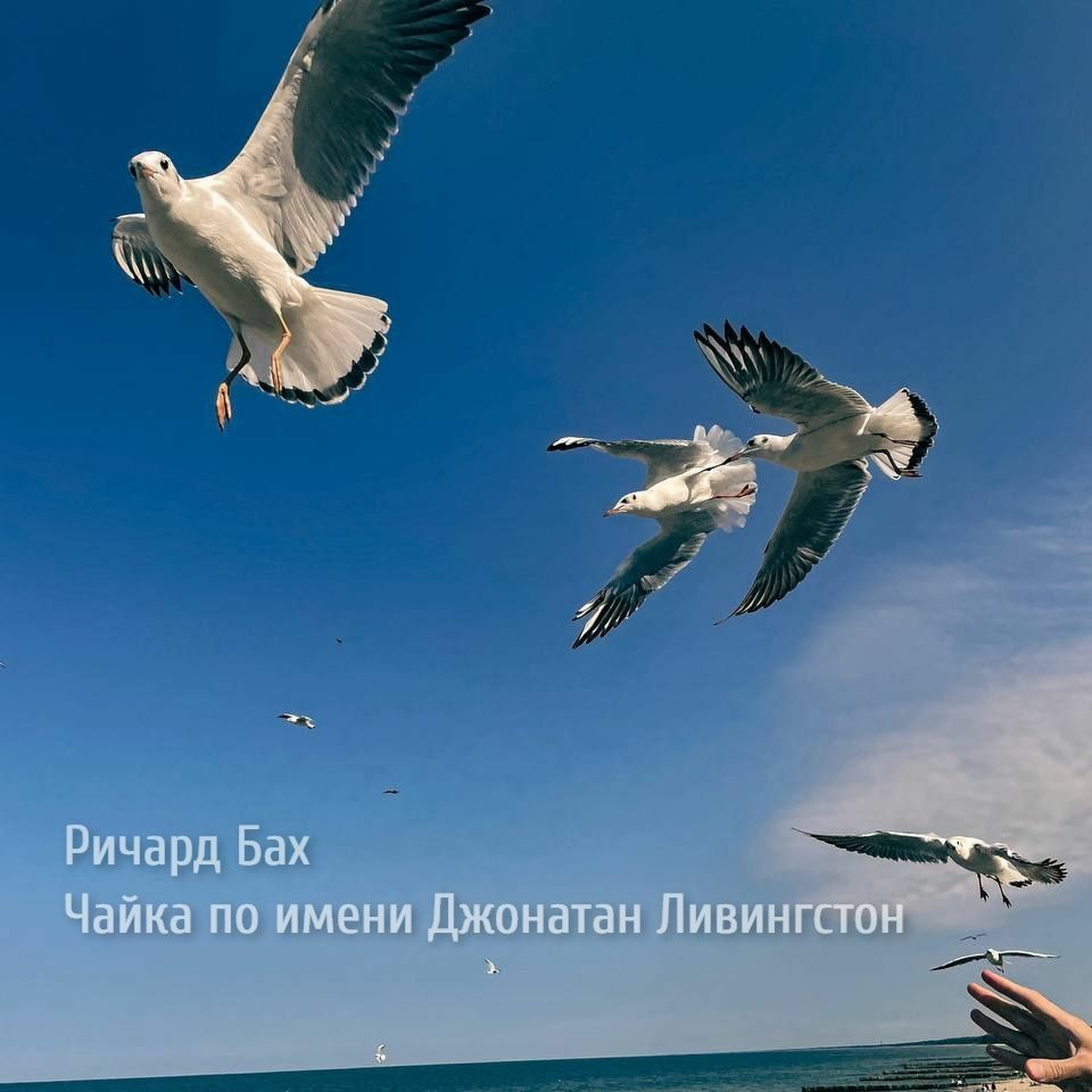 Чайка по имени Джонатан Ливингтон
