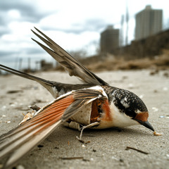 Little city swallow (Shai erez Violin)