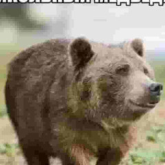 прикольный медведь