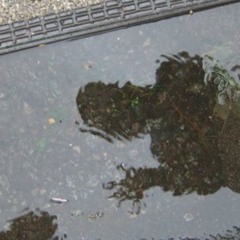 Siptamiya - improvisation II