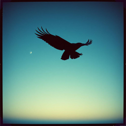 Syncretic Synthetic Raven Ancient RMX