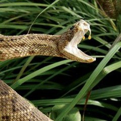 Rattlesnake-caravan of thieves