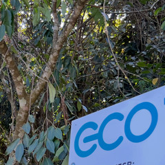 Caminho Verde (Remastered)