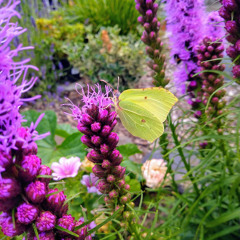 #44 – NGW-Radio, 30.3.2025: Biodiversität in Städten