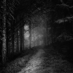 Lost In The Wilderness (Harmonic Flights demo)