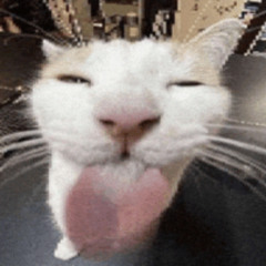 Spikecat - mrrp mrreow
