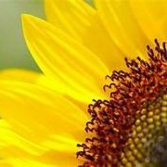 Dj FrAgRoX Sunflowers On Sunday