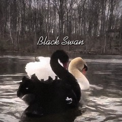 black swan