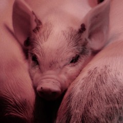Pig Transformation Hypnosis