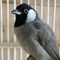 صفي رايك