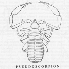 Journal de bord d'un pseudoscorpion voyageur
