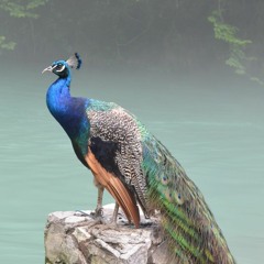 Indian Peafowl or Peacock